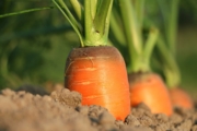 carrot-1565597_1920-1