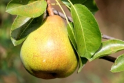 pear-1586866_1920